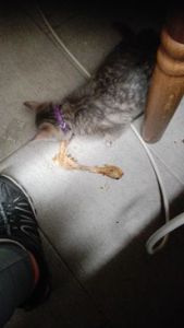 Reggie, our kitty, even got his own treat. 